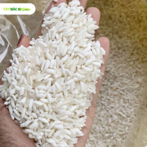 Gạo nếp nương Điện Biên được trồng tại vùng đồi núi cao, chỉ cho sản lượng 1 năm 1 lần