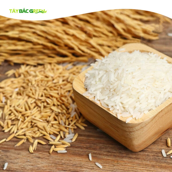 Gạo tám thơm Điện Biên có nguồn gốc từ giống lúa Bắc Thơm số 7