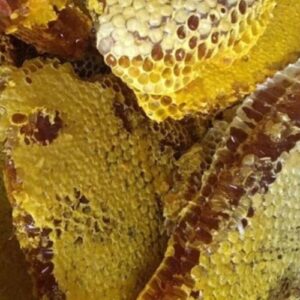 10+ cách phân biệt mật ong rừng và mật ong nuôi